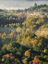 A forest of multi-colored trees