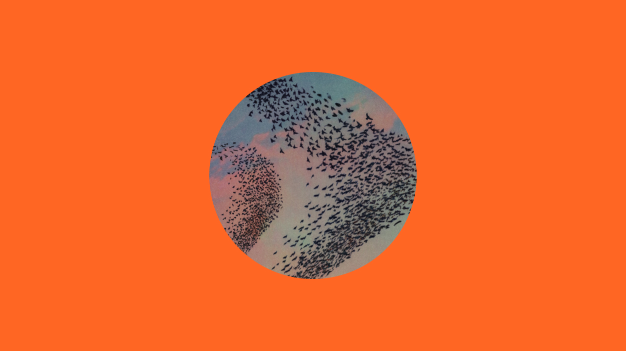 Birds flying on an orange background