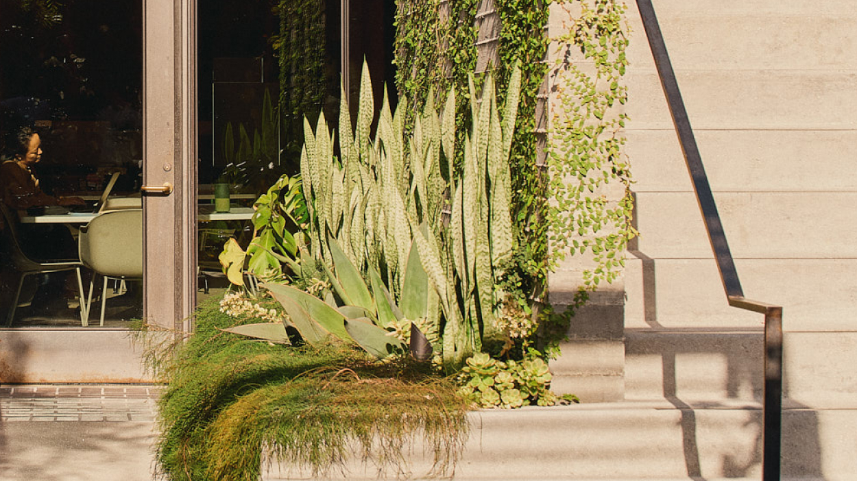 Cactus in office courtyard