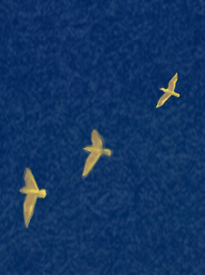 4 Ways That Financial Advisors Can Help Shrink the Wealth Gap