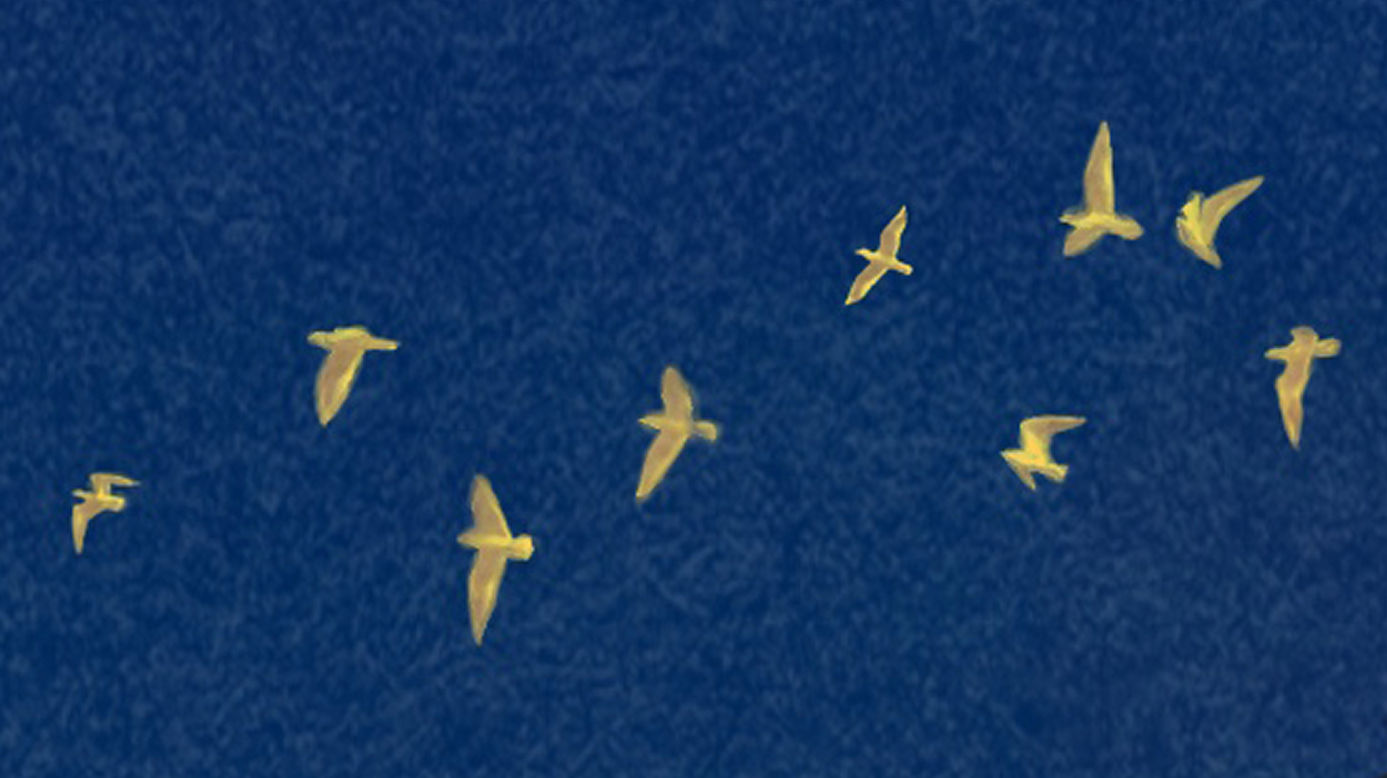 Birds flying on blue background