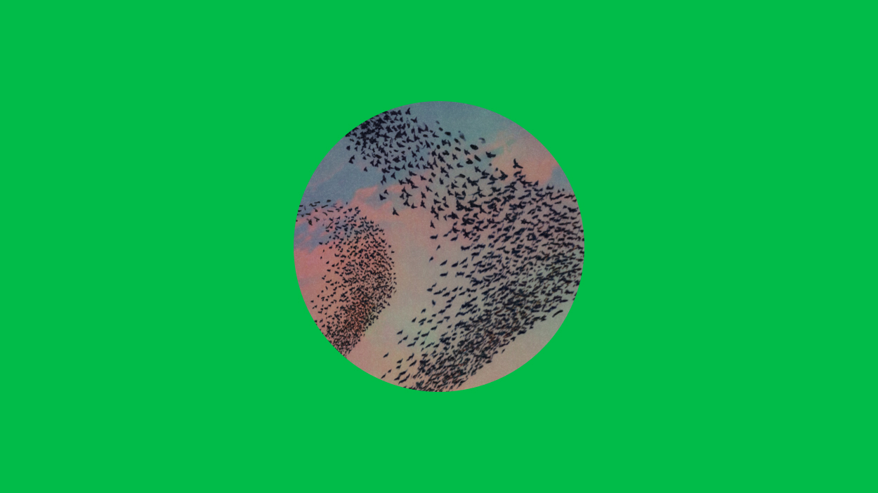 Illustration of birds flying in the sky in a circle on a green background.