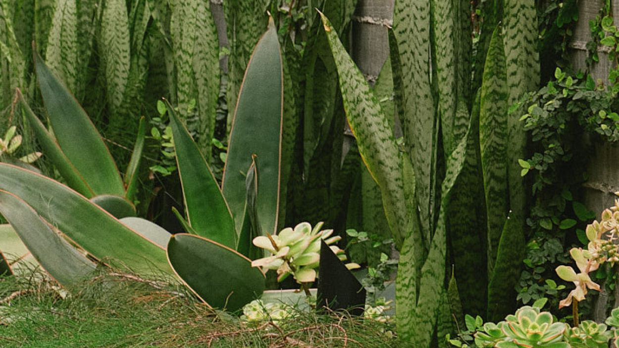 Photo of plants outside on a nice day.