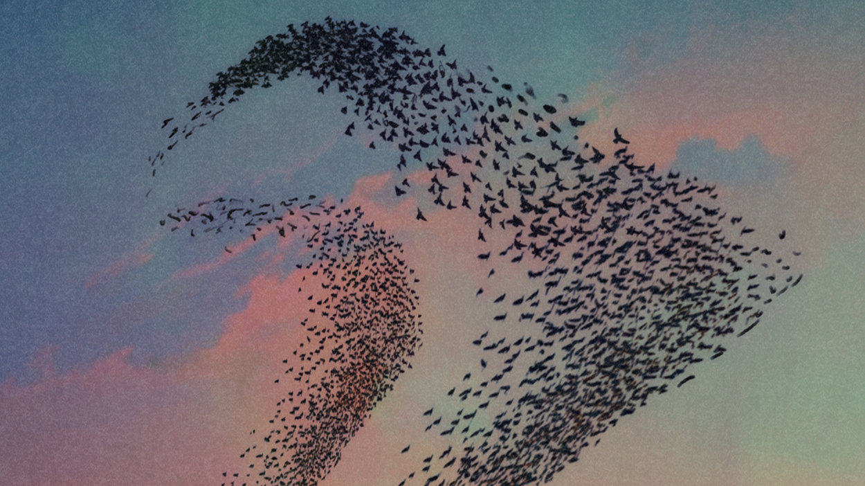 Flock of birds